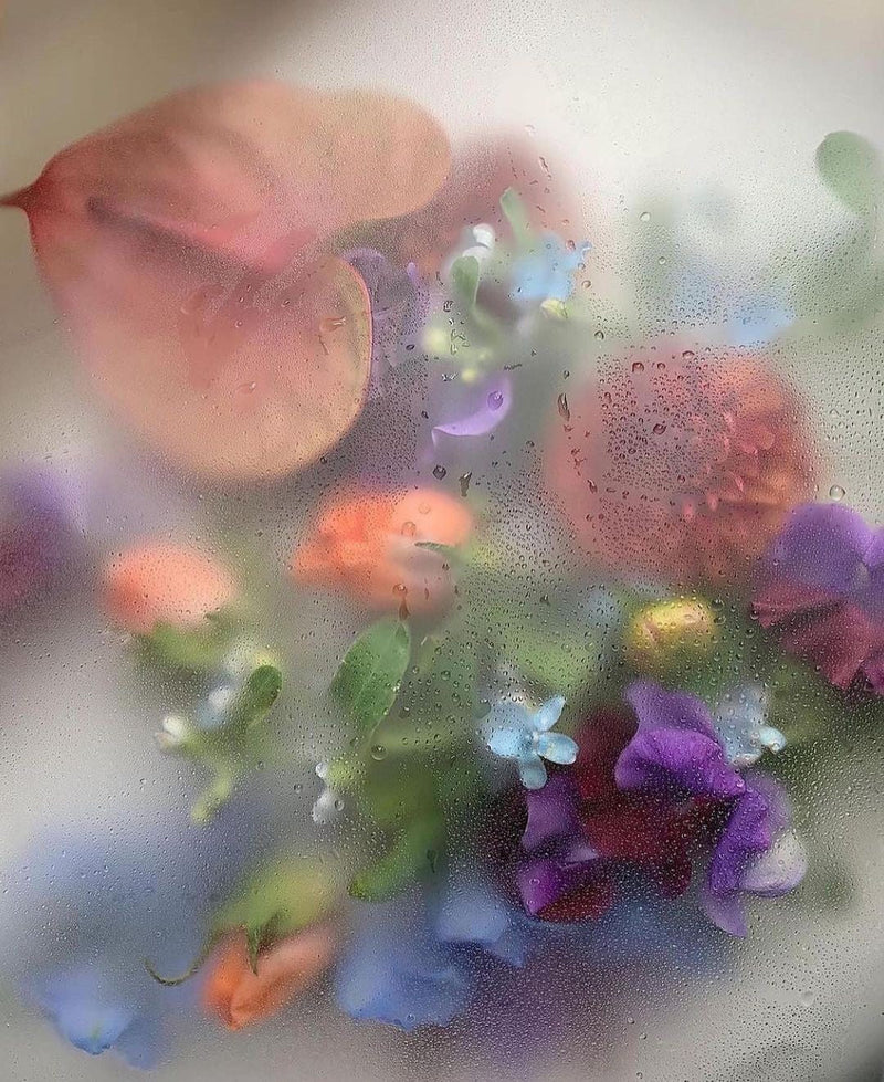 The Reset: An Anthropology of Botanical Intelligence